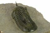 Prone Morocconites Trilobite Fossil - Ofaten, Morocco #382687-5